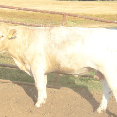 Charolais Bull Y28