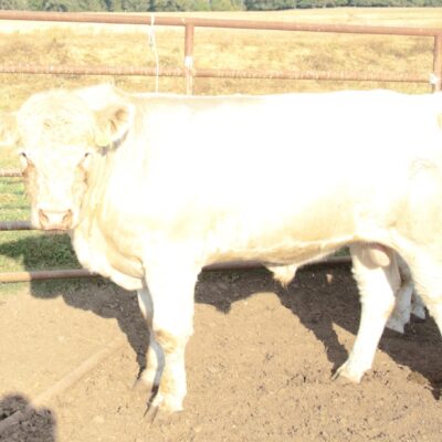 Charolais Bull Y64