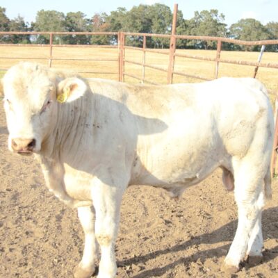 Charolais Bull Y65