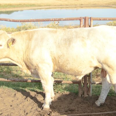 Charolais Bull Y74