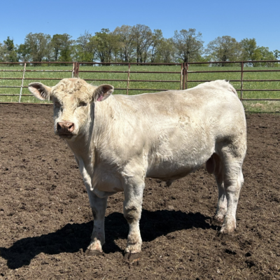 Charolais Bull p103