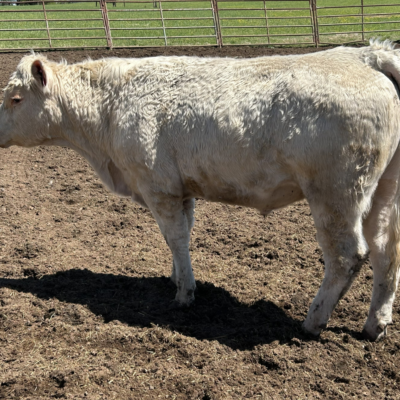 Charolais Bull p111