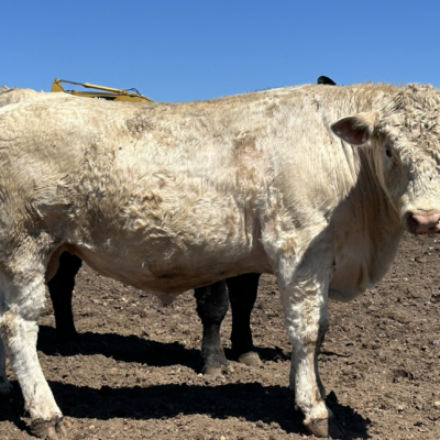 Charolais Bull r12