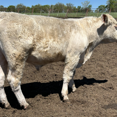 Charolais Bull r13