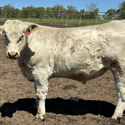 Charolais Bull r18