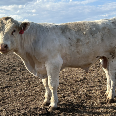 Charolais Bull r21