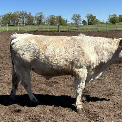 Charolais Bull r28