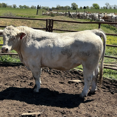 Charolais Bull r6