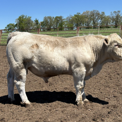 Charolais Bull r7
