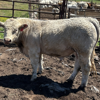 Charolais Bull r8