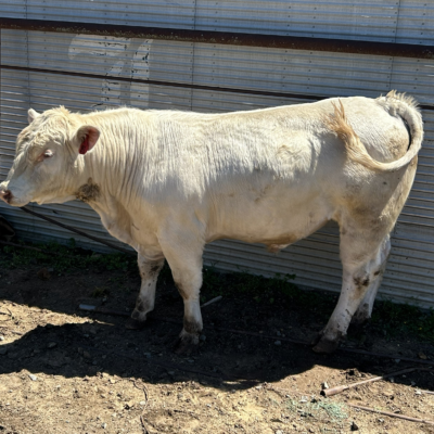 Charolais Bull r81