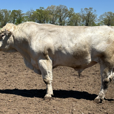 Charolais Bull Y118