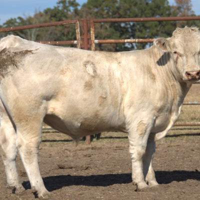 Charolais Bull g139
