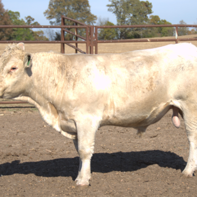 Charolais Bull g147
