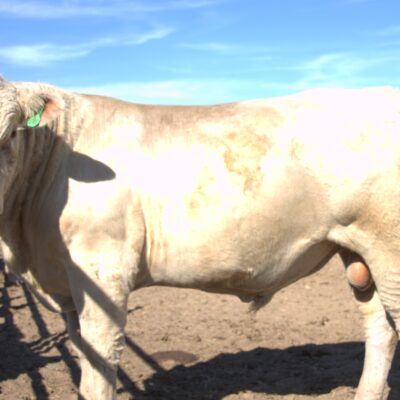 Charolais Bull g149