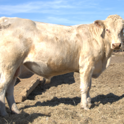 Charolais Bull g162