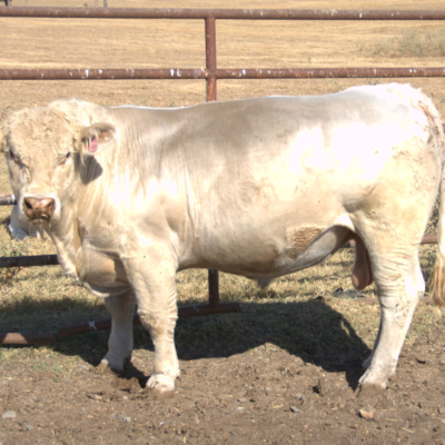 Charolais Bull p103