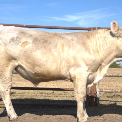 Charolais Bull p111