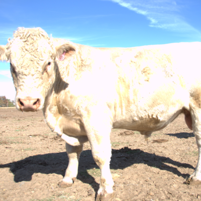 Charolais Bull p121