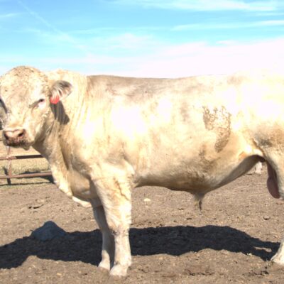 Charolais Bull r12