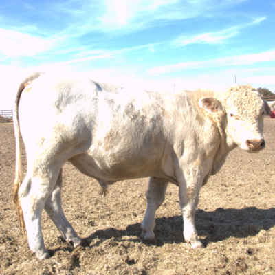 Charolais Bull r13