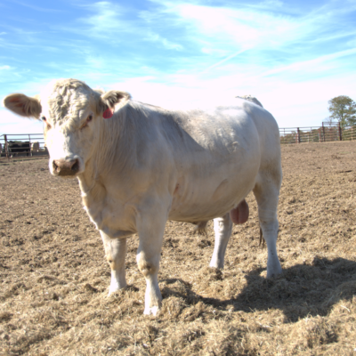 Charolais Bull r18