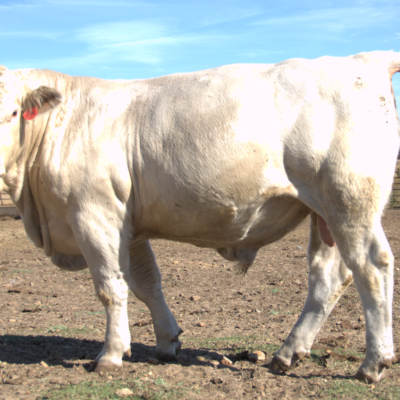 Charolais Bull r20