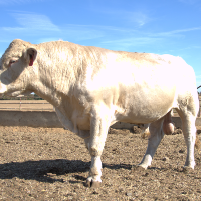 Charolais Bull r21