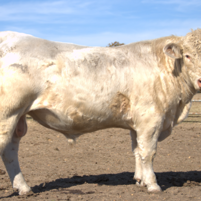 Charolais Bull r32