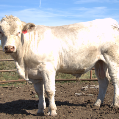 Charolais Bull r37
