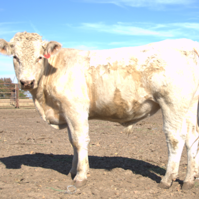Charolais Bull r63