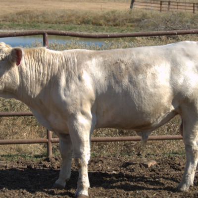 Charolais Bull r71