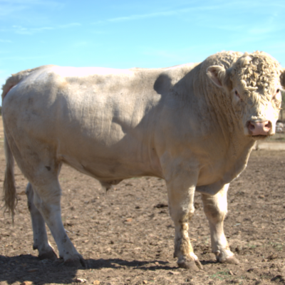Charolais Bull y64